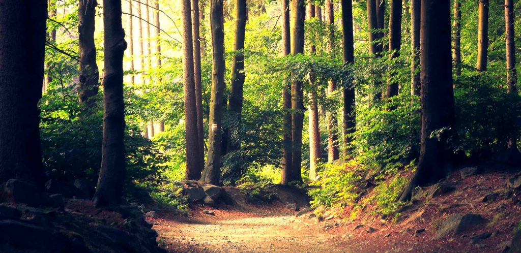 bosque-camino