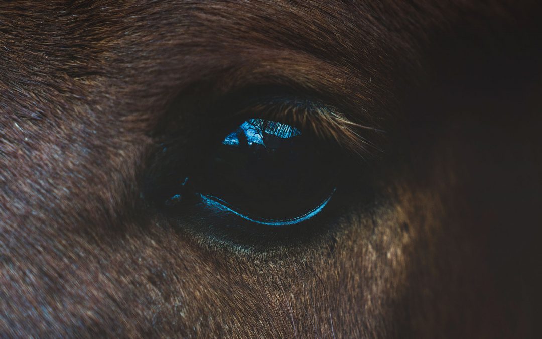 Sesión individual de Coaching Sistémico con Caballos,