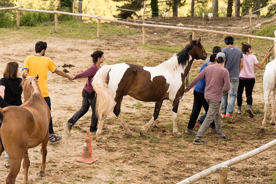 Retiro de Inteligencia Emocional y Sistémica con Caballos