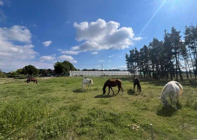 Intel·ligència Sistèmica amb cavalls