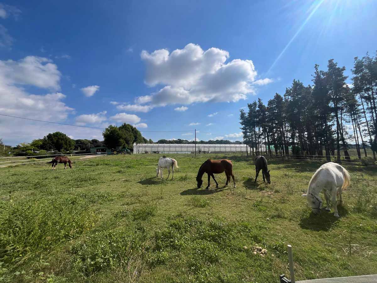 Inteligencia Sistémica con caballos