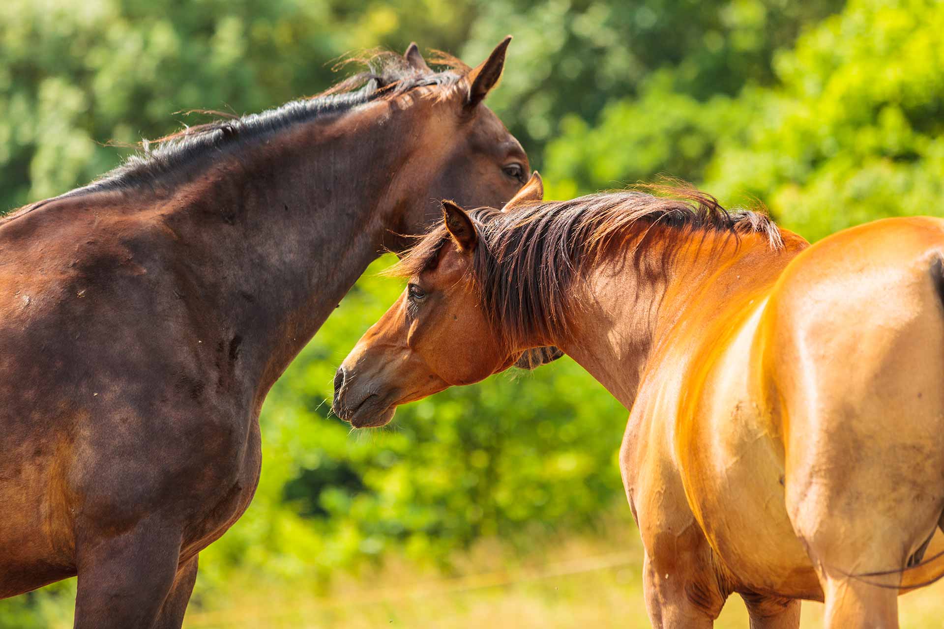 Equinoterapia sistémica