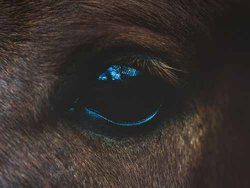 Coaching Sistémico con Caballos