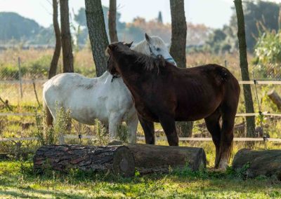 Sessió individual coaching sistèmic