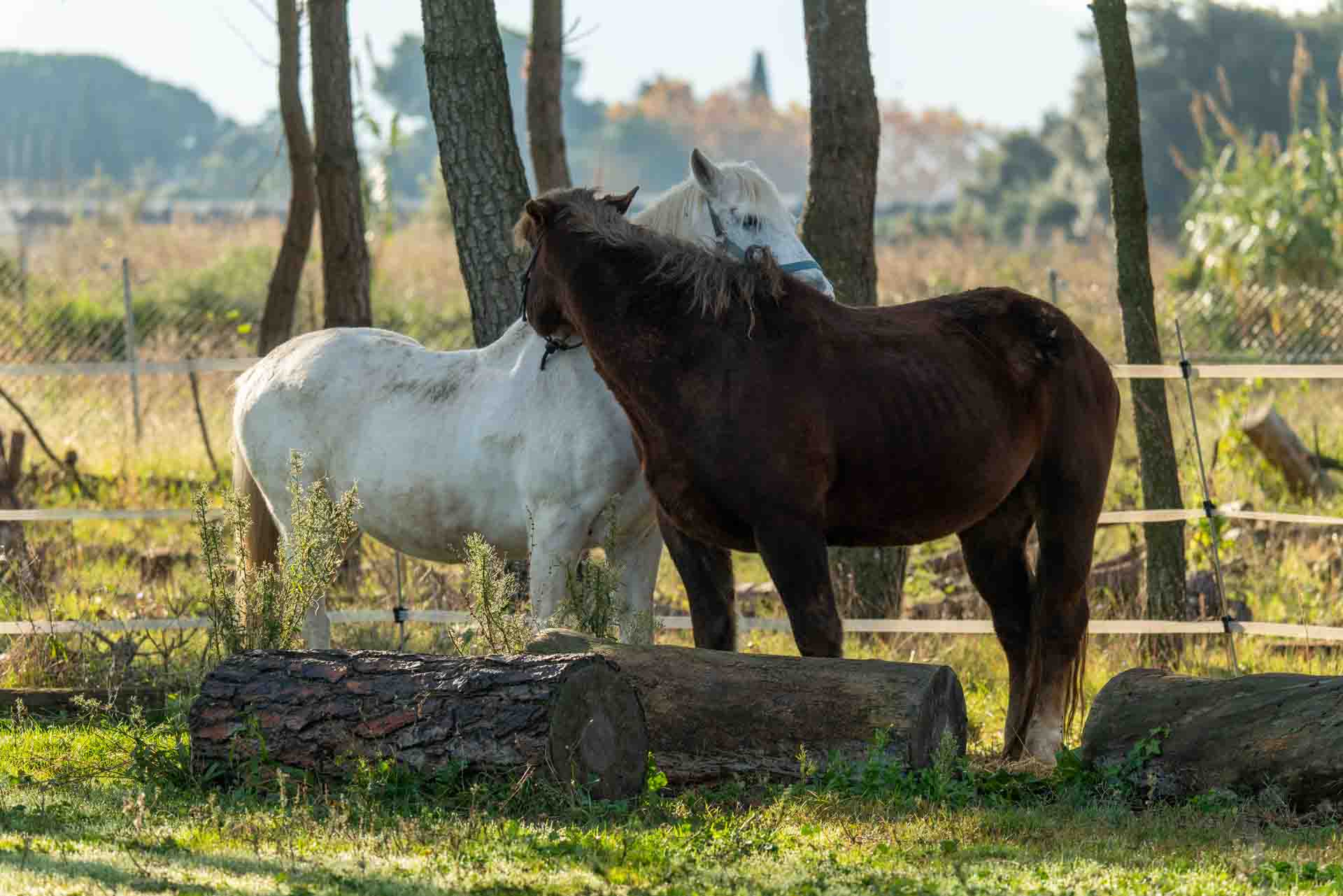 Sessió individual coaching sistèmic